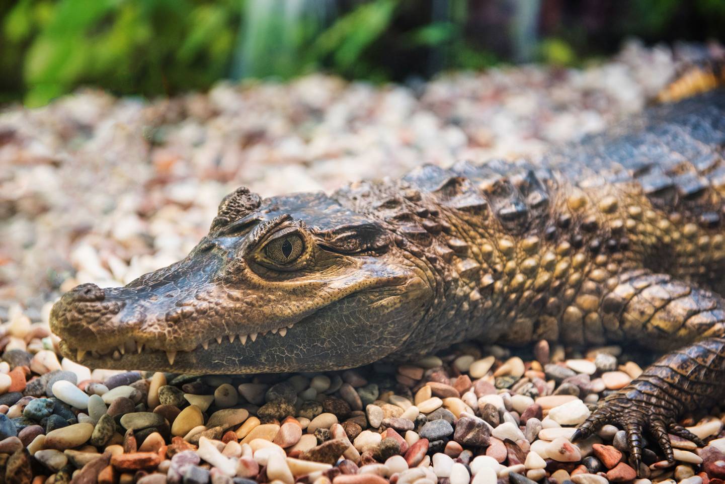 The Petting Zoo Camo Green Gator — Cullen's Babyland & Playland